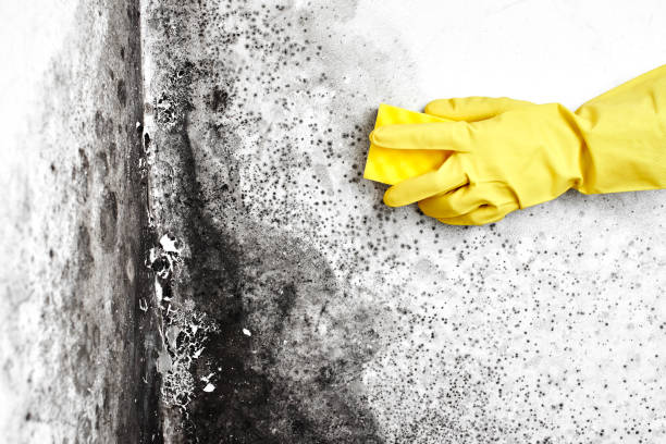 Best Attic Mold Removal  in Big Le, AK