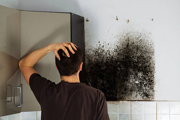 Best Mold Testing  in Big Le, AK