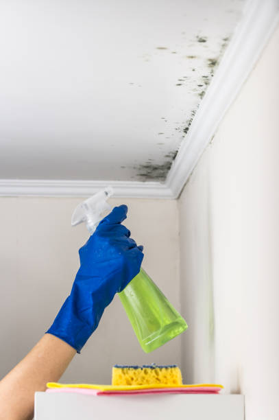 Best Office Mold Removal Services  in Big Le, AK